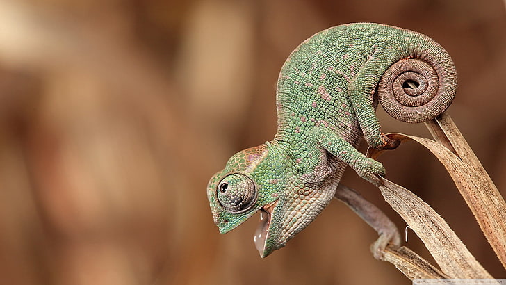 animals, chameleons, nature, happy, skin, open mouth, depth of field, HD wallpaper