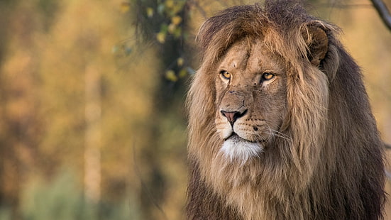 HD wallpaper: lion, lion king, wildlife, wild animal, predator, mammal,  terrestrial animal | Wallpaper Flare