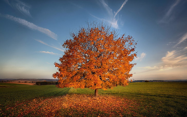 orange and brown bare tree, nature, trees, field, fall, autumn, HD wallpaper
