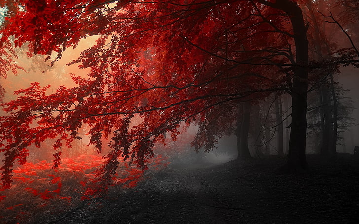 red leaf tree, green leaf tree surrounded by fogs, trees, fall