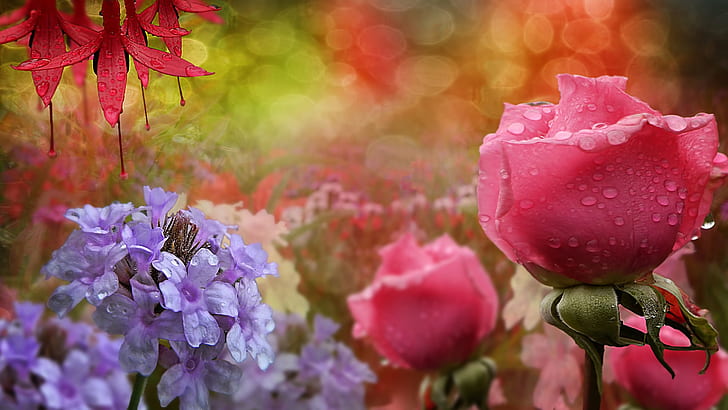 Blue flowers, pink roses, water droplets