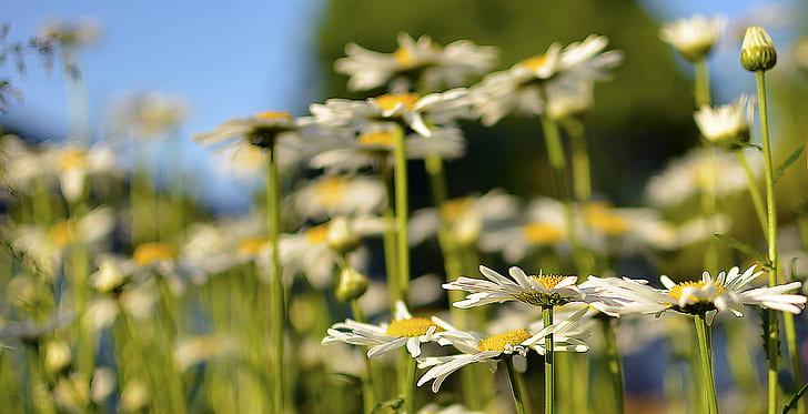 shallow focus photography of a plant, daisies, daisies, Backyard