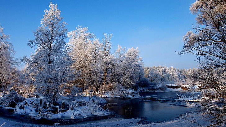 green leafed tree, nature, trees, snow, river, landscape, winter