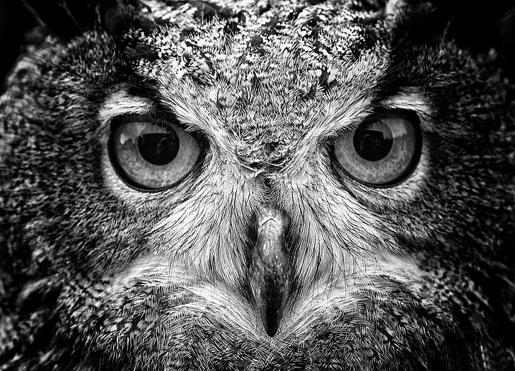 black and gray eagle, grayscale photography of owl, animals, macro
