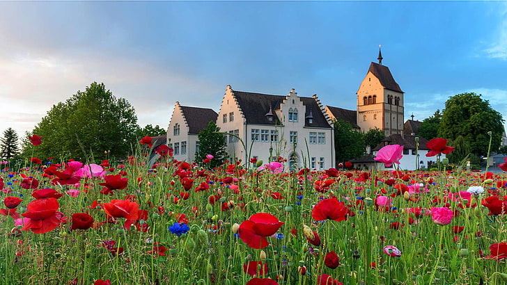 flowers, Maki, Germany, meadow, Church, Lake Constance, the island of Reichenau, HD wallpaper