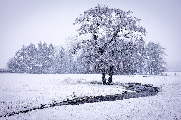 trees, winter, snow, landscape