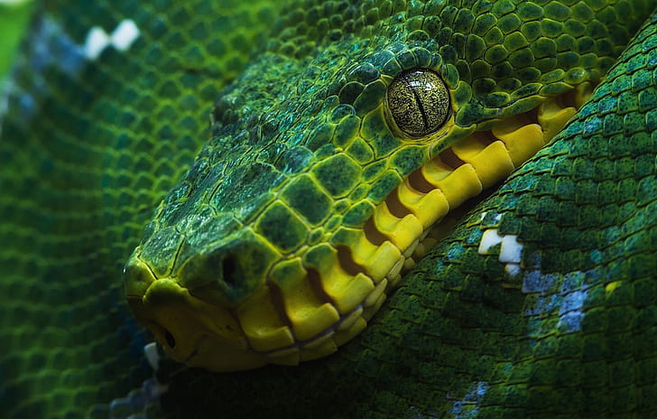 Reptiles, Python, Boa, Close-Up, Eye, Green, Snake, Tree Python
