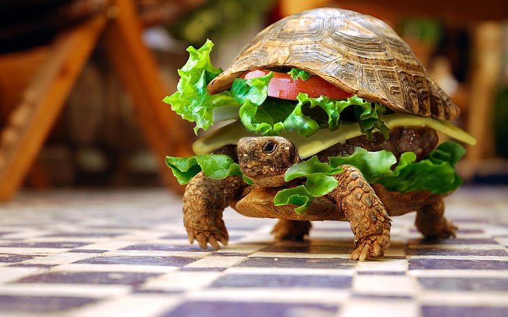 turtle sandwich, animals, burgers, sandwiches, hamburgers, photo manipulation, HD wallpaper