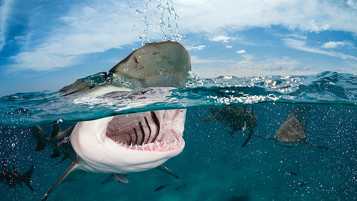photo of shark opening mouth, 5k, 4k wallpaper, 8k, Indian, Caribbean