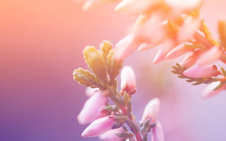 pink-and-yellow cluster flowers, twigs, grass, greased, flowering plant, HD wallpaper