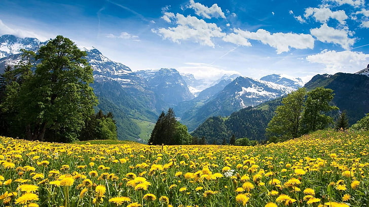 meadow, flowery meadow, field, hills, hill-side, nature, yellow, HD wallpaper