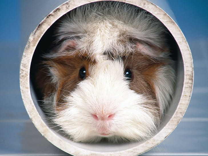 For My New Friend Donna, cavy, rodent, cute, animal, animals, HD wallpaper