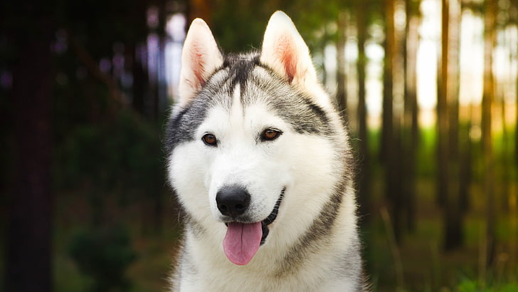 white and black Siberian Husky, dog, animals, one animal, pets