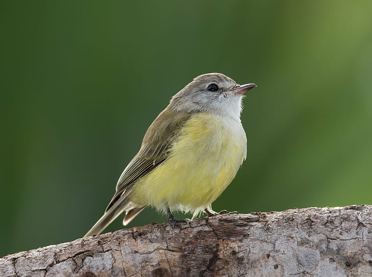 shallow focus photography of yellow and brown bird on tree branch, lemon, microeca, lemon, robin, lemon, microeca, lemon, robin