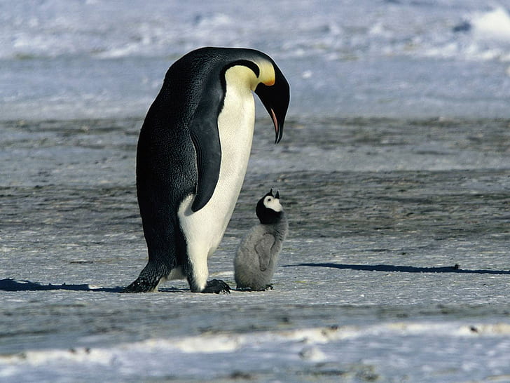 i`m still here mother! animal little babies penguin snow HD, animals, HD wallpaper