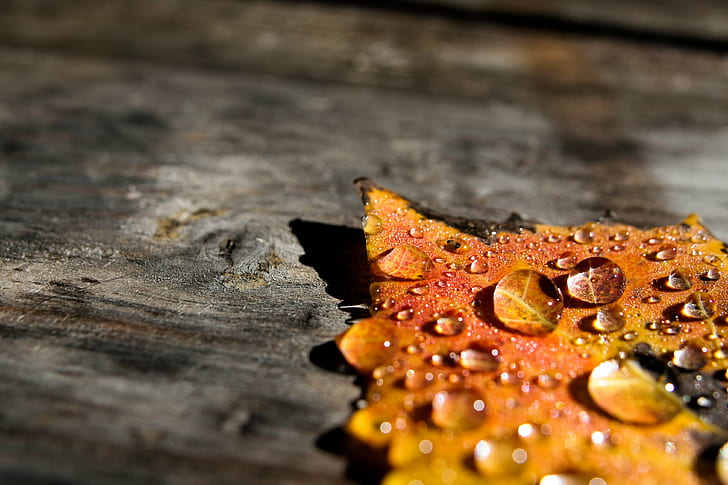water dew on autumn leaf, leaves, cottage  Lake, Lake St. Peter  Ontario