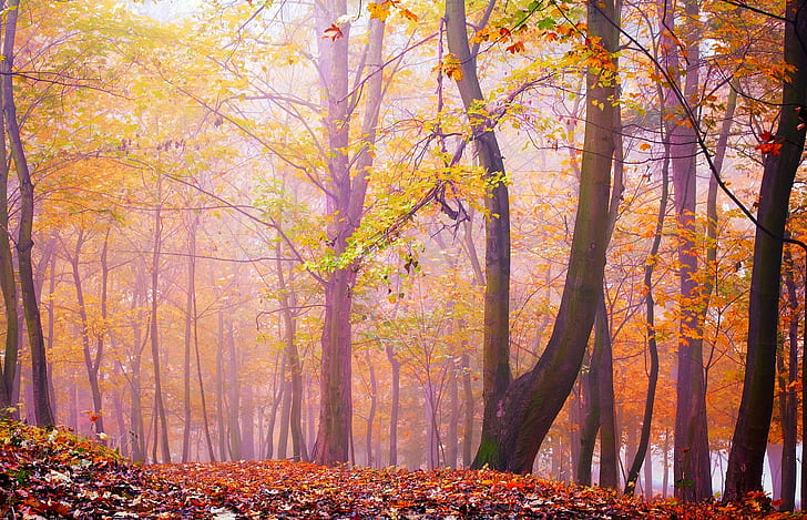 trees, forest, fall, bright, HD wallpaper