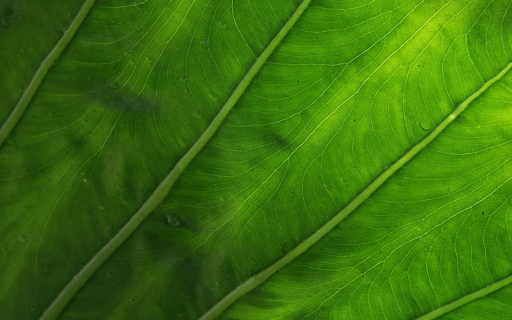 leaves, plants, macro, water drops, HD wallpaper