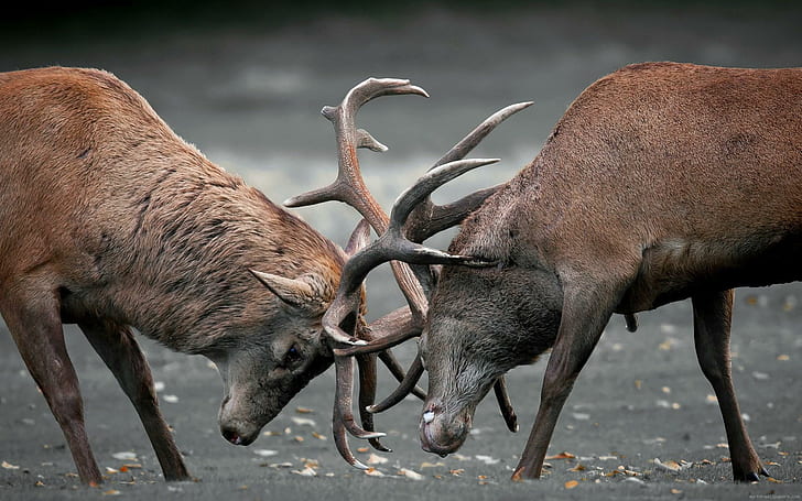 Deers fight, 2 brown moose, animal, HD wallpaper