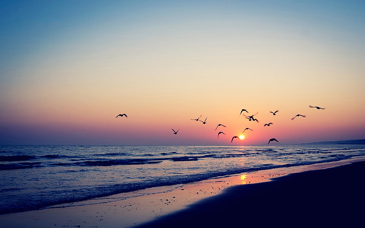 seashore, beach, sunset, sky, water, bird, flying, group of animals