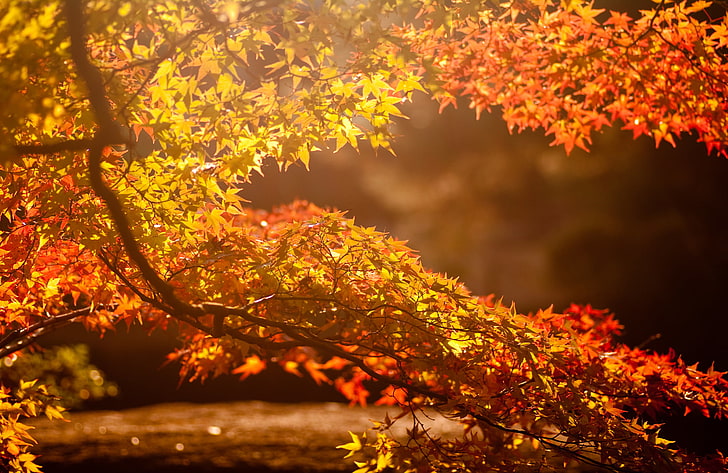 brown tree, autumn, leaves, the sun, glare, background, branch, HD wallpaper