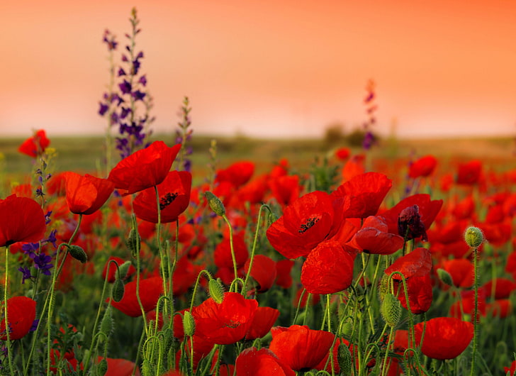 red poppy flower field, poppies, flowers, sharpness, summer, nature