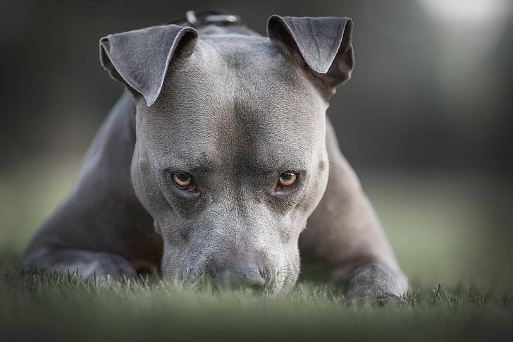 HD wallpaper: grass, look, face, dog, Pit bull, American pit bull Terrier |  Wallpaper Flare