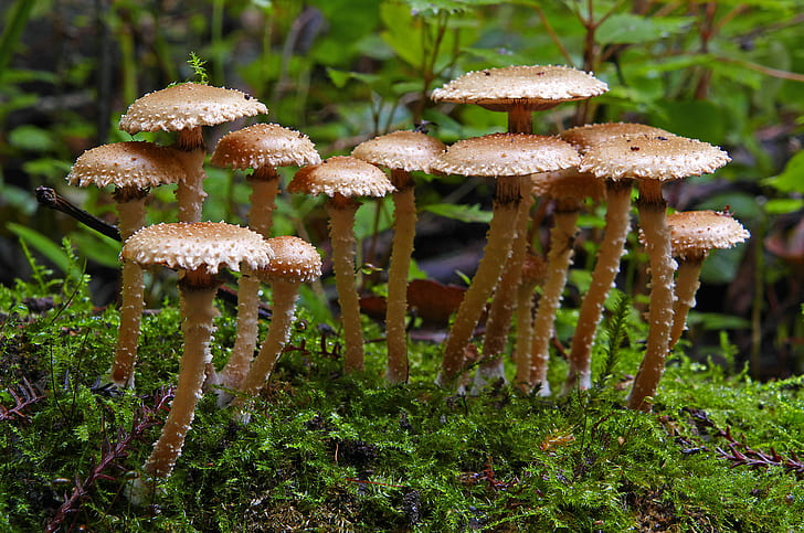 beige mushrooms near green leaf plants, Pholiota, toadstool, nature, HD wallpaper