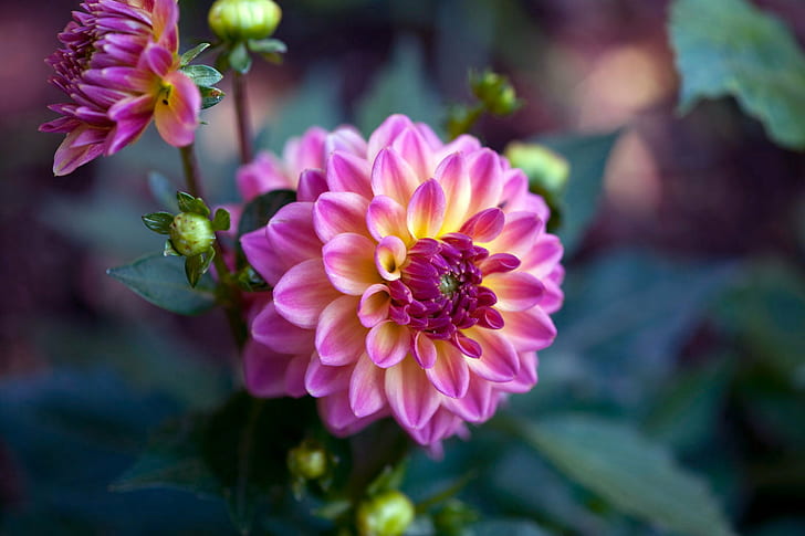 tilt-shift photography of pink and yellow Dahlia flower, beauty