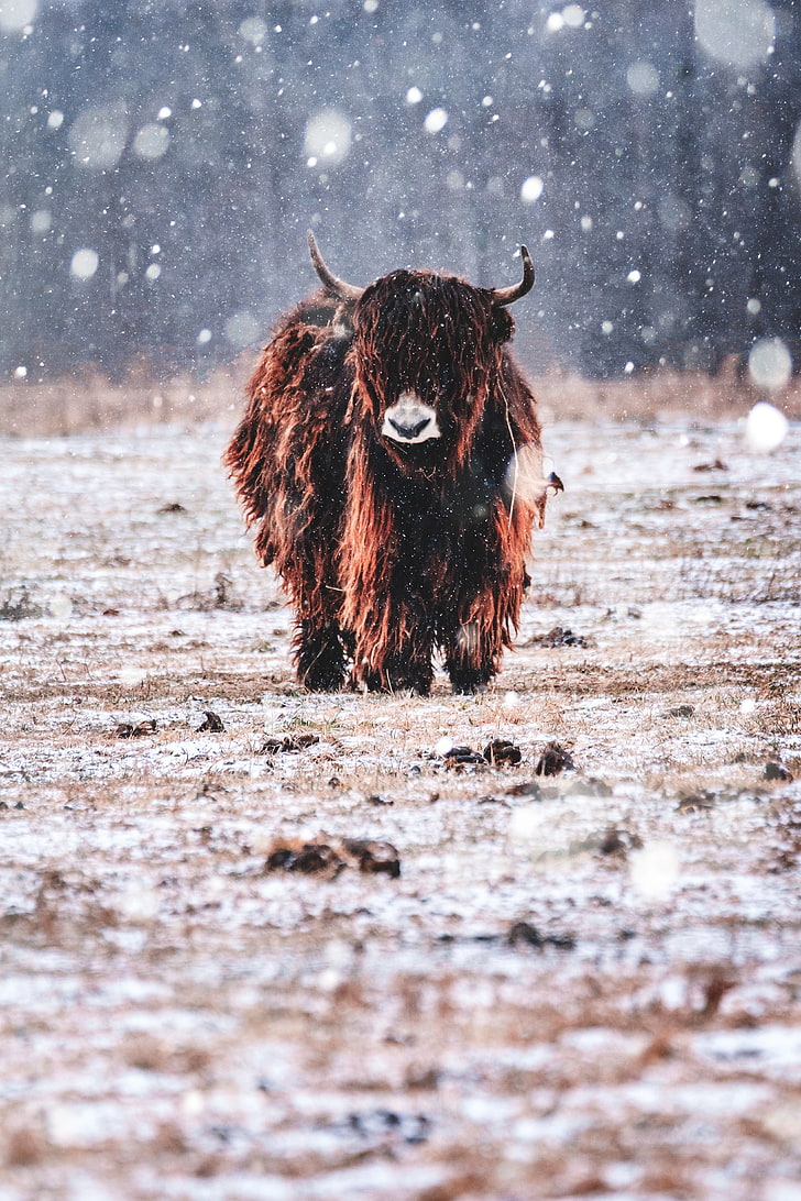 brown yak, nature, bison, snow, animals, mammal, animal themes, HD wallpaper