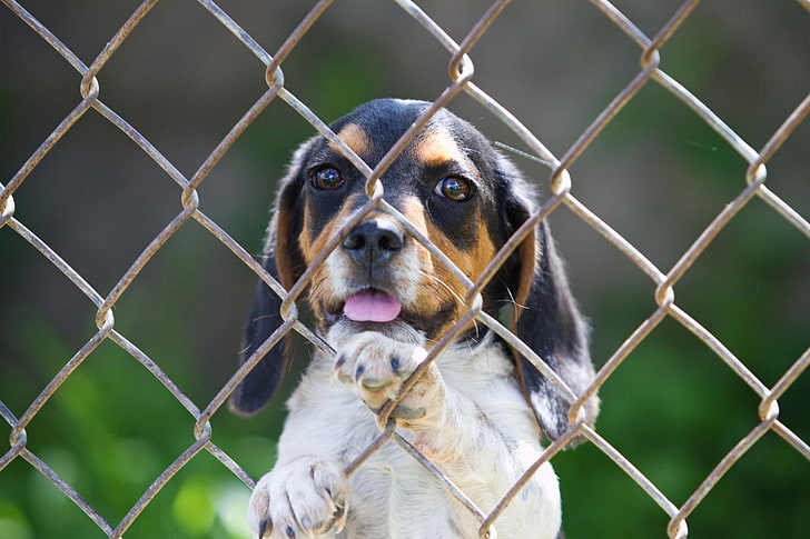 short-coated white and black dog, beagle, puppy, fence, pets
