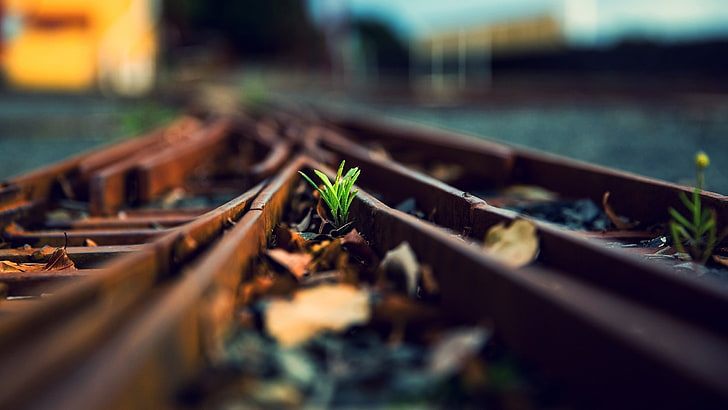 green leafed plant close-up photography, railway, plants, selective focus, HD wallpaper