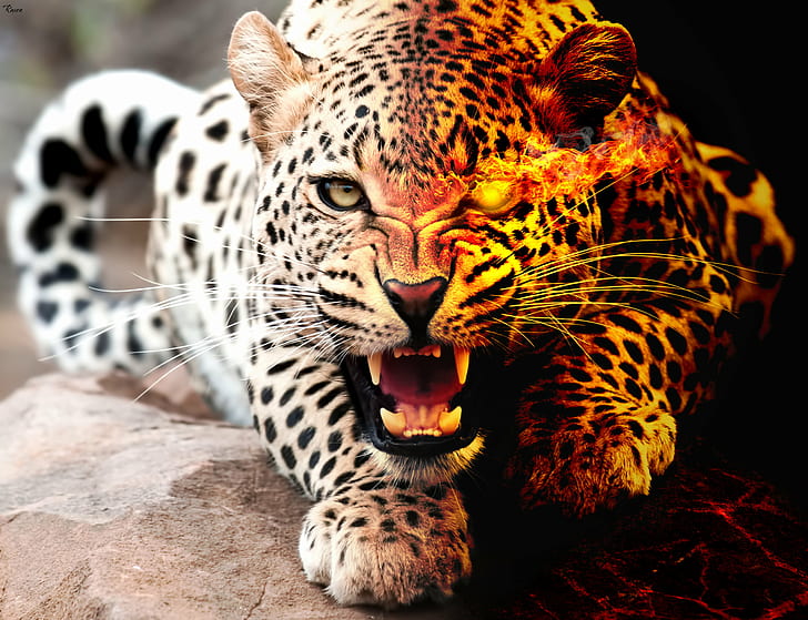 Jaguar big cat 1080P, 2K, 4K, 5K HD wallpapers free download | Wallpaper  Flare