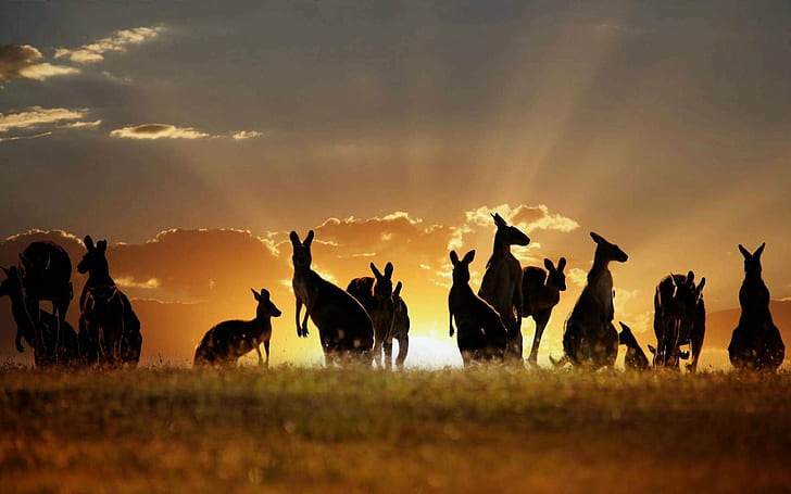 Amazing, animal, AT, Australia, Beauty, cute, kangaroos, Many, HD wallpaper