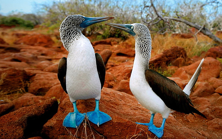 Blue Footed Boobies, two white and black birds, Animals, animal themes