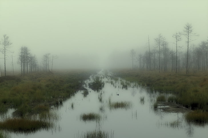 mist, swamp, trees, tranquility, fog, water, tranquil scene, HD wallpaper