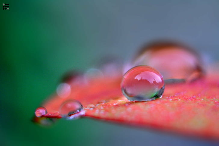 selected photo of drop water on red leaf, nikon, sri lanka, dew