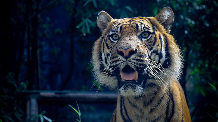 amazing eyes, Sumatran, 4k, Tiger, fur, look