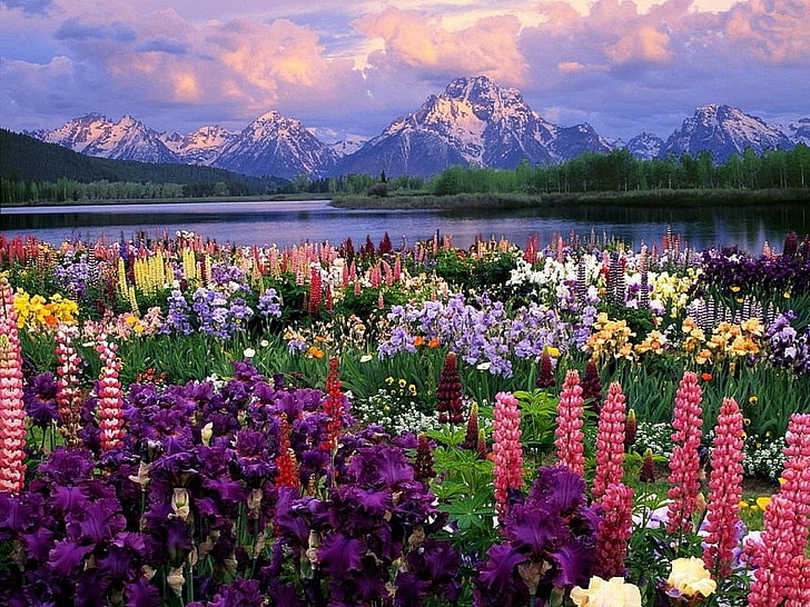 nature photography of flower field beside body of water across mountains during daytime