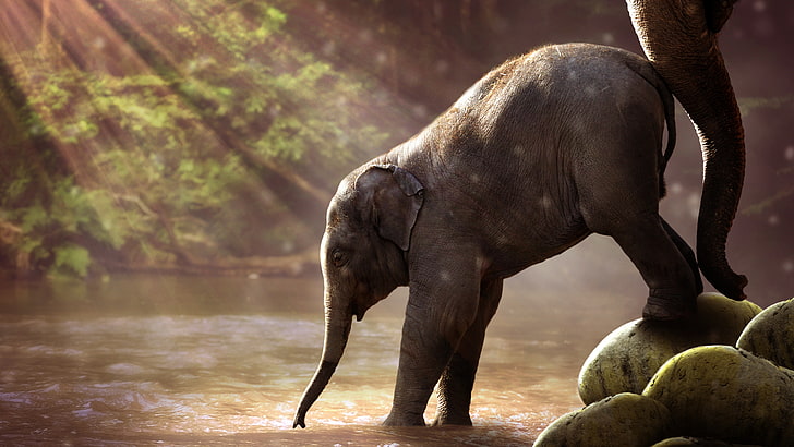 HD wallpaper: Baby Elephant Drinking Water 4K 8K, animal, animal themes,  one animal | Wallpaper Flare