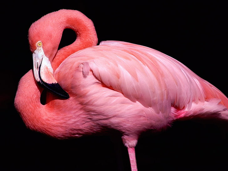 HD wallpaper: Pink Flamingo, great flamingo, Animals, Birds, pink color,  animal themes | Wallpaper Flare