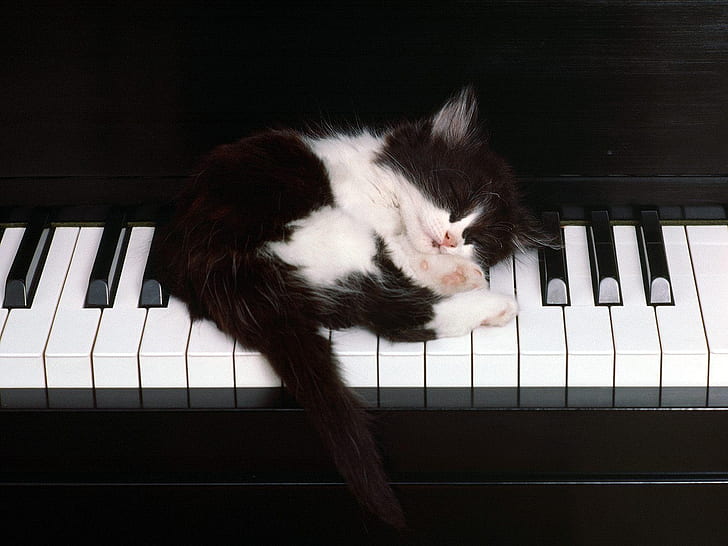 Cat Piano Sleep Kitten HD, animals, HD wallpaper