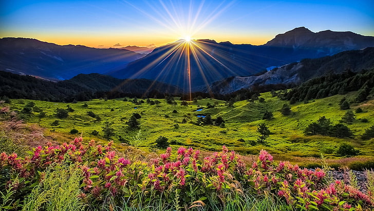 Landscape Nature Pink Flowers Green Grass Meadow With Sun Rays Sunrise Desktop Wallpaper Full Screen 3840×2160, HD wallpaper