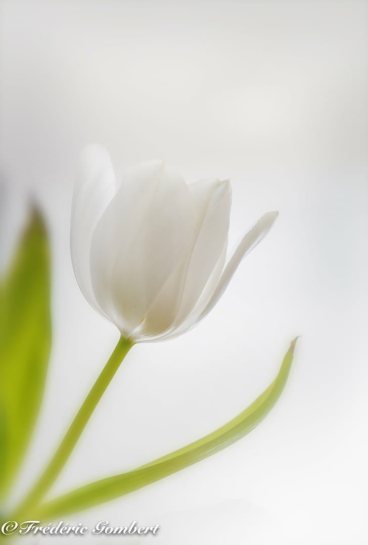 white flower, Snow white, tulip, light, white  flower, plant