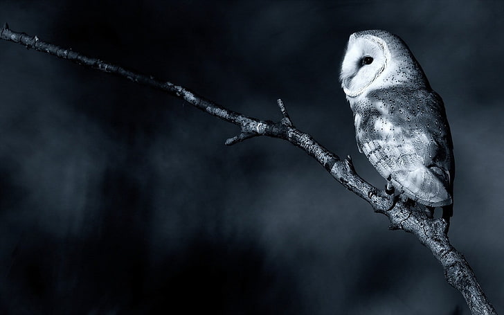 grayscale photography of owl perch on tree branch, monochrome