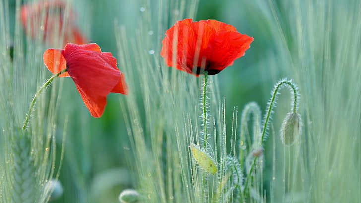 flowers, poppies, red flowers, plant, flowering plant, freshness
