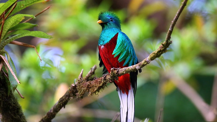 Birds, Quetzal Of Guatemala, HD wallpaper