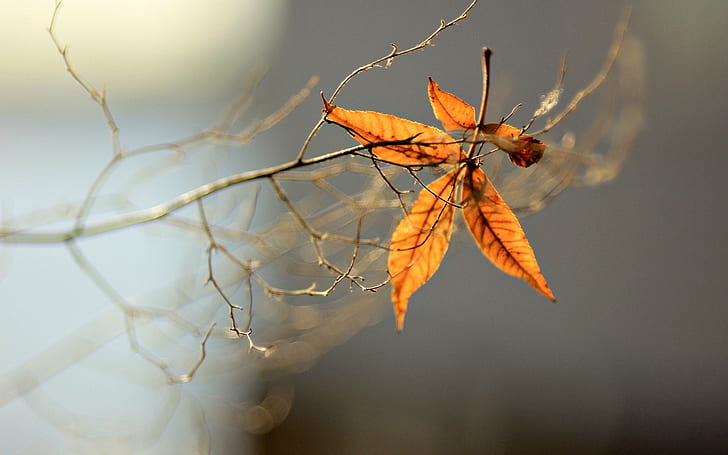 leaves, macro, background, tree, widescreen, blur, branch, full screen