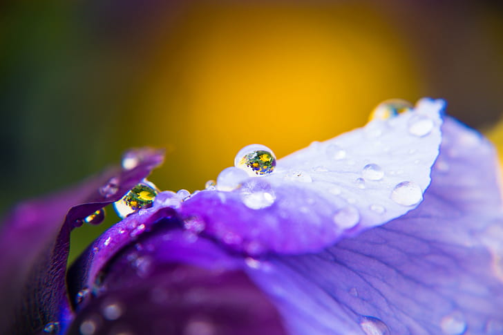 close up photography of water dew on purple flower, Droplet, explore