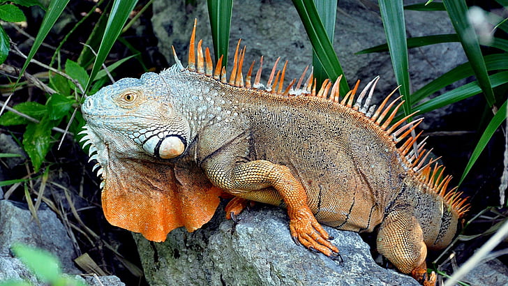 reptiles, iguana, HD wallpaper